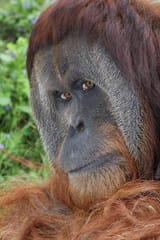 orangutan flange flanged male 9