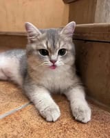 mlem