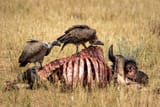 w_vulture_3
