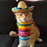 el gato