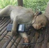 monkey music