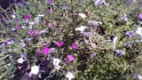 WIN_20210906_15_01_39_Pro (3)