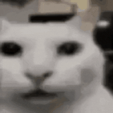 uncanny-cat-canny-cat