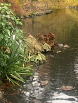 IMG_4239