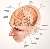 Basic-brain-anatomy
