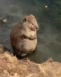 Fat Beaver_thumb.jpg