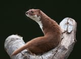 Weasel_cpt_Elliot_Smith