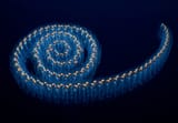 siphonophore_1280