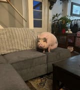 pig on couch