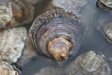 Oyster