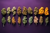 article-guide-cannabis-strains-2-1024x682-318916617