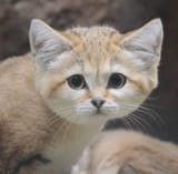 Sand Cat2