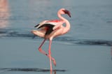 lesser-flamingo-phoeniconaias-minor-namibia