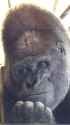 17519026907640_thumb.jpg