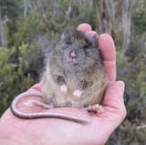 Long-tailed_Mouse_imported_from_iNaturalist_photo_143112114_on_18_April_2022