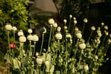 Papaver somniferum RCP7-11 142
