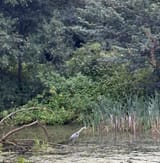 Heron