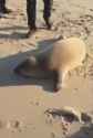 sea dog_thumb.jpg