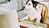 dogposter
