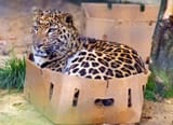 catbox