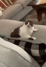 gato-cat