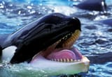 swhale