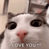 plink-cat-luna-cat
