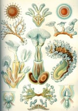 Haeckel Bryozoa