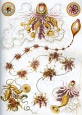 Haeckel Siphonophorae 7