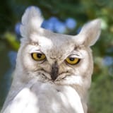 white_owl_portrait_low-res[1]