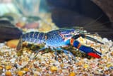 Australian-Blue-Crayfish_Alex-Stemmer_Shutterstock