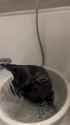 cat shower_thumb.jpg