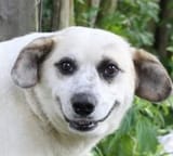 doggo