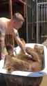bear bath_thumb.jpg