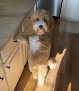 misterpoochy