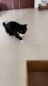 Cat saw the box. Cat became the box_thumb.jpg