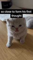 1735779518719326_thumb.jpg