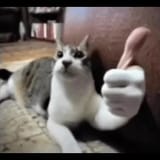 cat thumbs up2