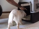 lure-dog-to-house