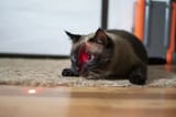cat-hunting-a-red-dot