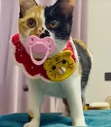 catbinky