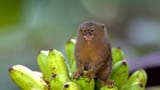 animals_hero_pygmy_marmoset