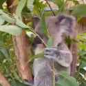 koala_thumb.jpg
