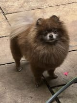Chocolate-pom