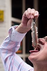 herring