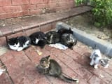 istanbul-cats-4-scaled