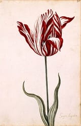 Semper_Augustus_Tulip_17th_century (1)