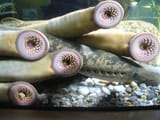 Petromyzon_marinus.001_-_Aquarium_Finisterrae