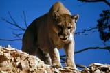 Mountain_Lion_in_Glacier_National_Park