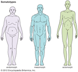 ectomorph-endomorph-somatotypes